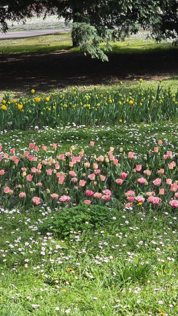 Spring blooms captured in Varna gardens Friday afternoon
