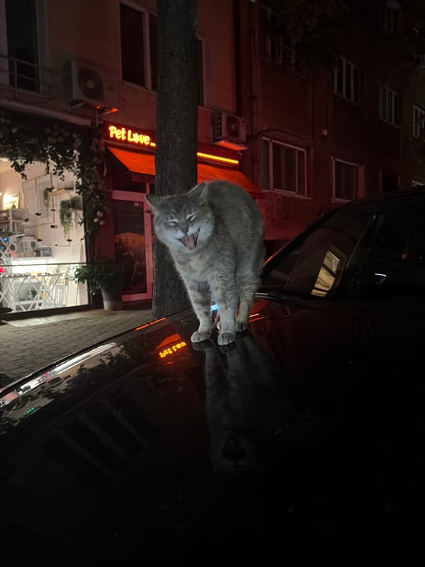 Cat spotted resting on car hood at night