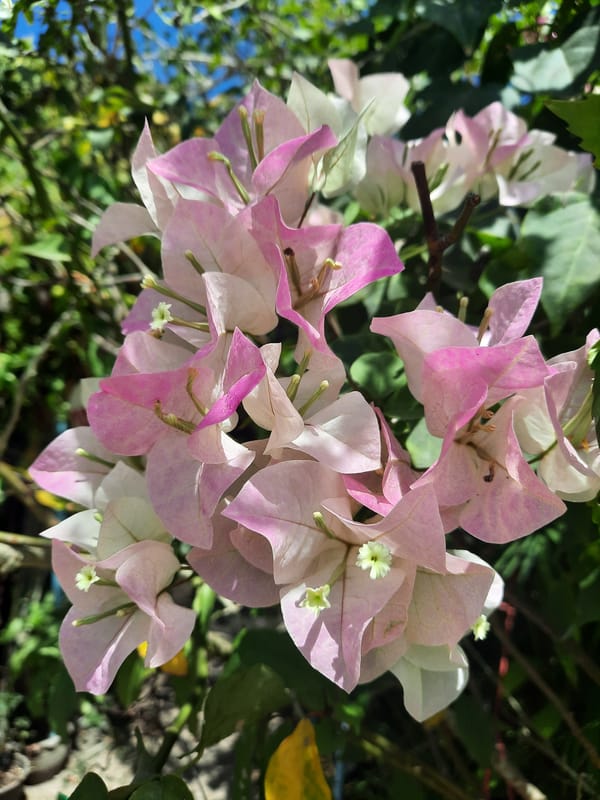 Observer documents tropical plants across Thai villages
