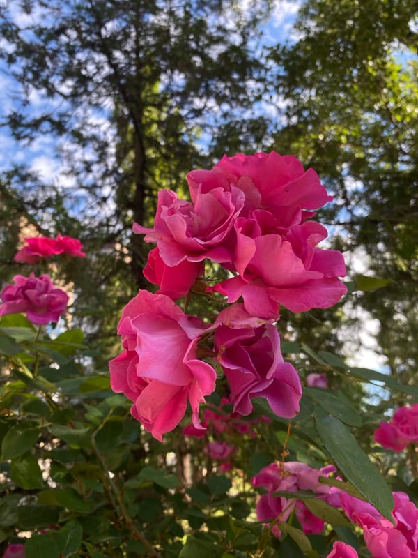 Morning garden snapshots: roses, hydrangeas, mulberries, and a parked Jeep.
