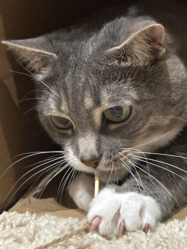 Grey tabby cat plays, rests, and explores a cardboard box