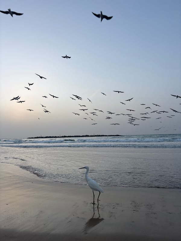 Tel Aviv beachgoers document birds, fitness, coastal walks