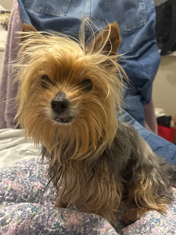Yorkshire Terrier rests on floral bedding in Burgas
