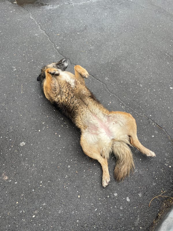 Morning scenes of dogs, gardens, and landmarks in Yerevan