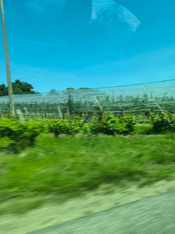 Vineyard landscape captured from moving vehicle in Chavanay, France