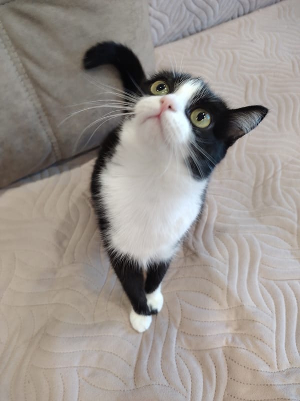 Tuxedo cat lounges on beige furniture during afternoon session