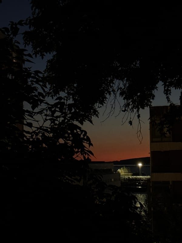 Twilight trees and a barking dog in Vigo