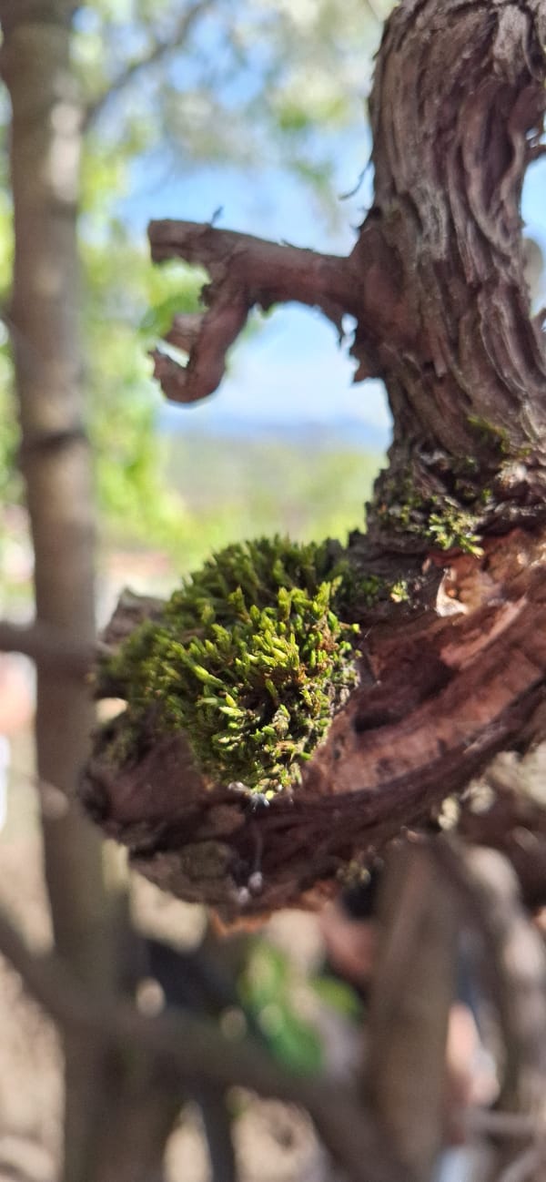 Spring day captured in Bulgarian village: nature, gardening, gathering