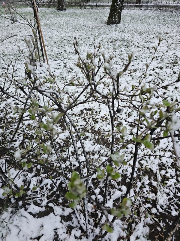 Woman plays with Sun Conure parrot in Khimki apartment