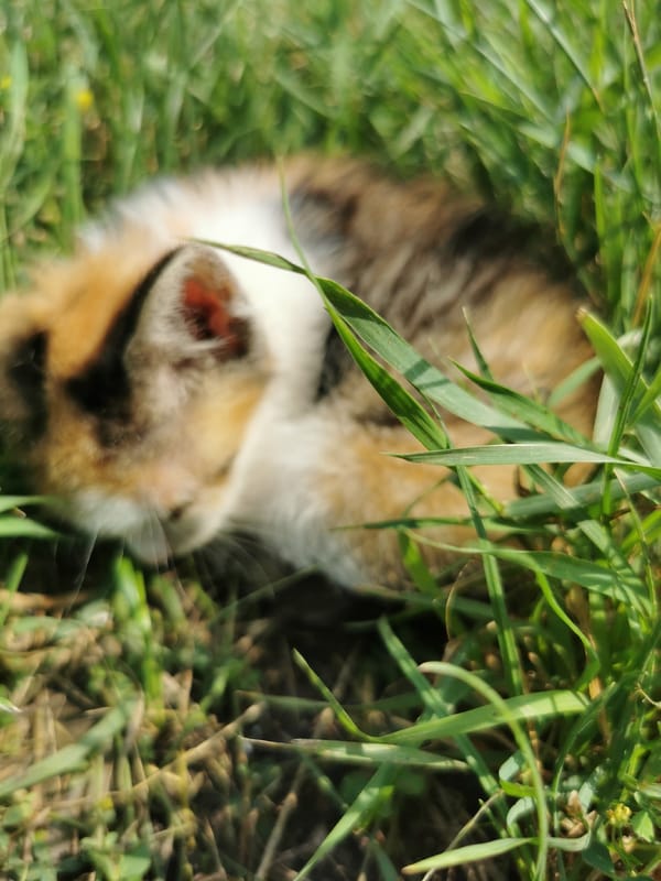 Cats, kittens, and summer plants in rural Moldova