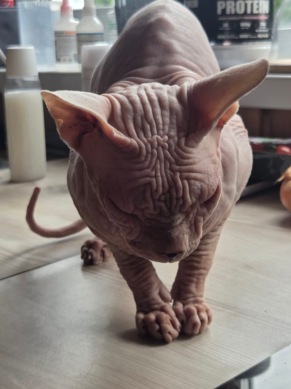 Sphynx cat at home in a Russian dacha, June 2026