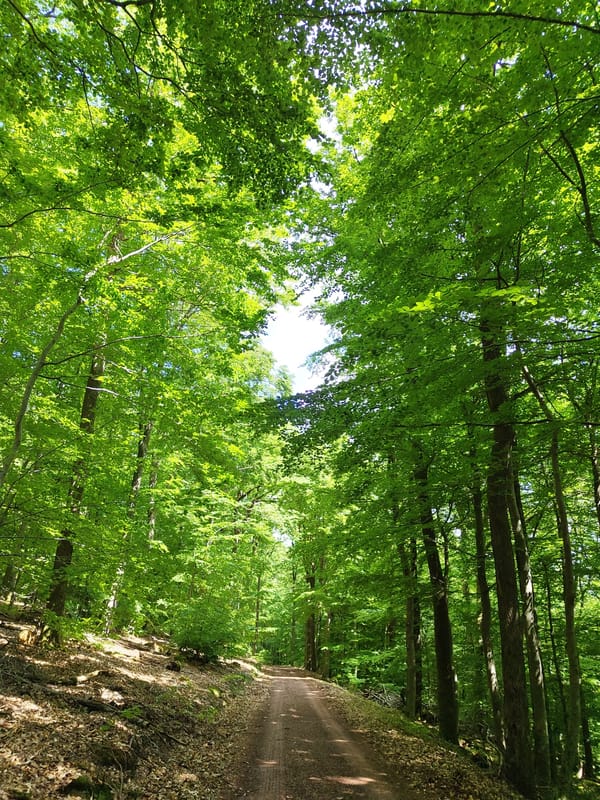 Afternoon forest walk documented through tree canopy in Mettlach