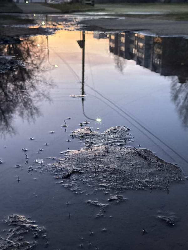 Dog with red collar spotted near water in Chaikovsky