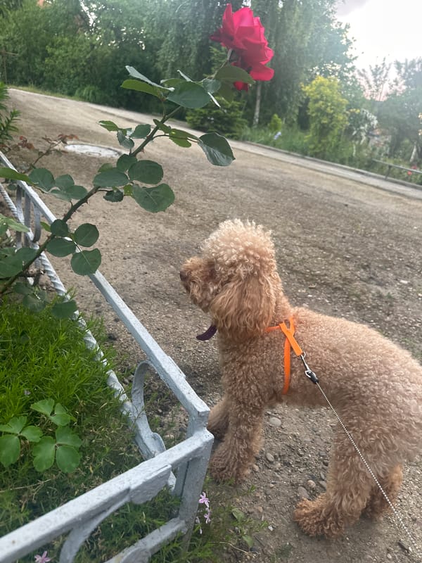Woman takes garden selfies among roses in Armavir