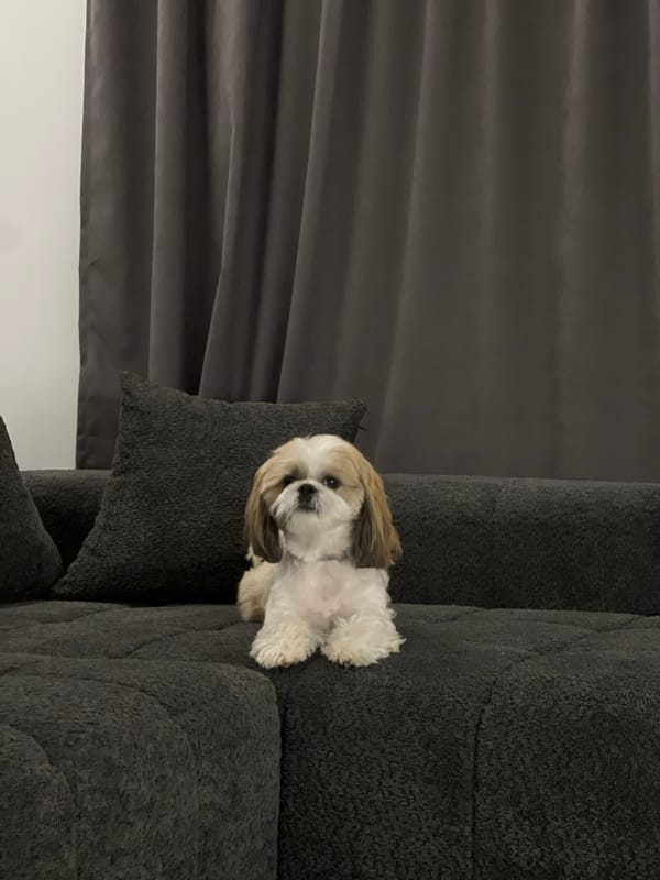 Shih Tzu dog rests on grey couch indoors