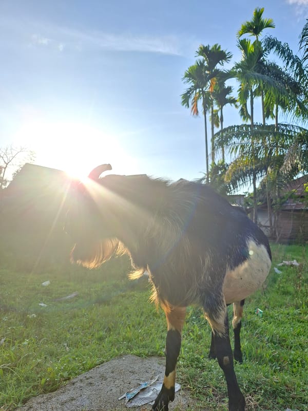 Rural Indonesian farm life documented in Lhokseumawe