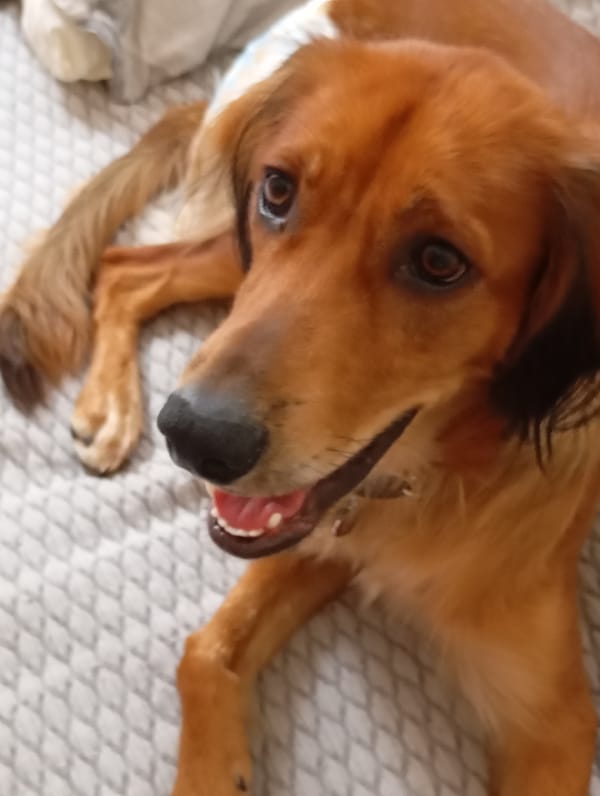 Batumi dog lounges at home on a quiet July morning