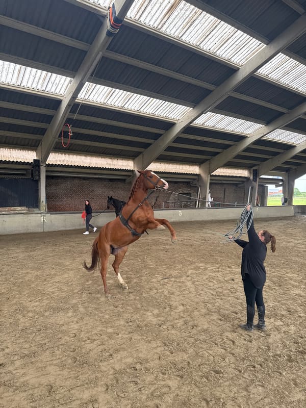 Horse training session observed at indoor arena in Belgium