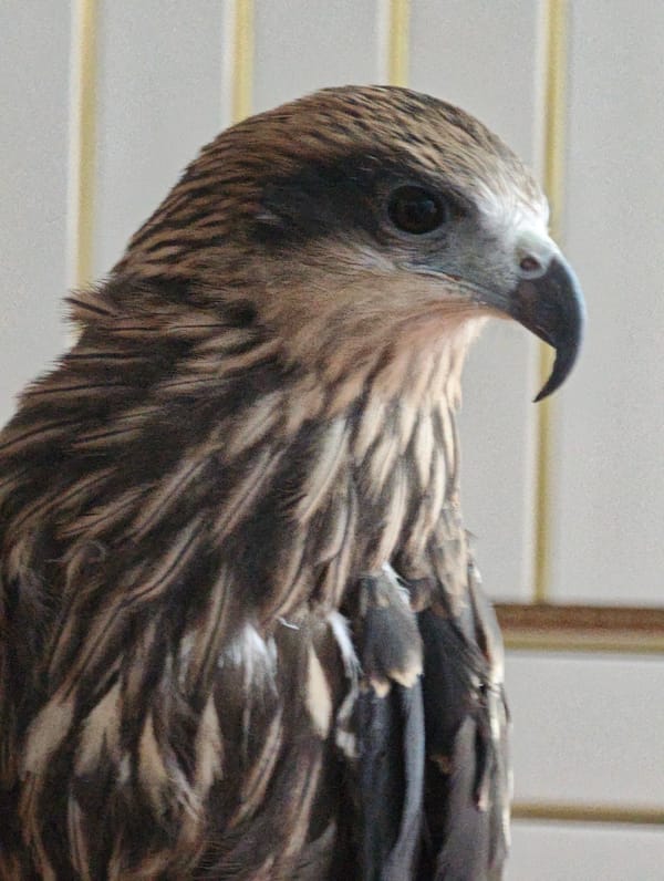 Indoor wildlife collection: raptors, aquarium fish, and household cats