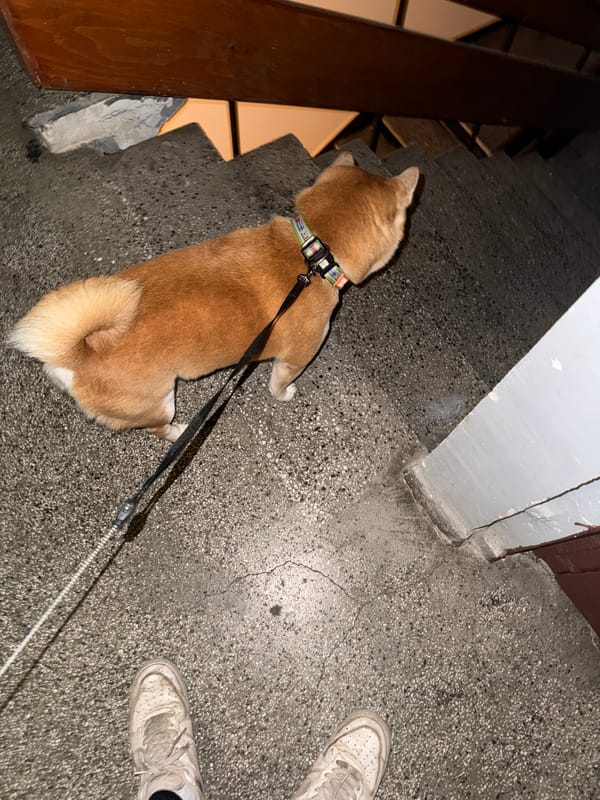 Shiba Inu rests on stairs in Sofia