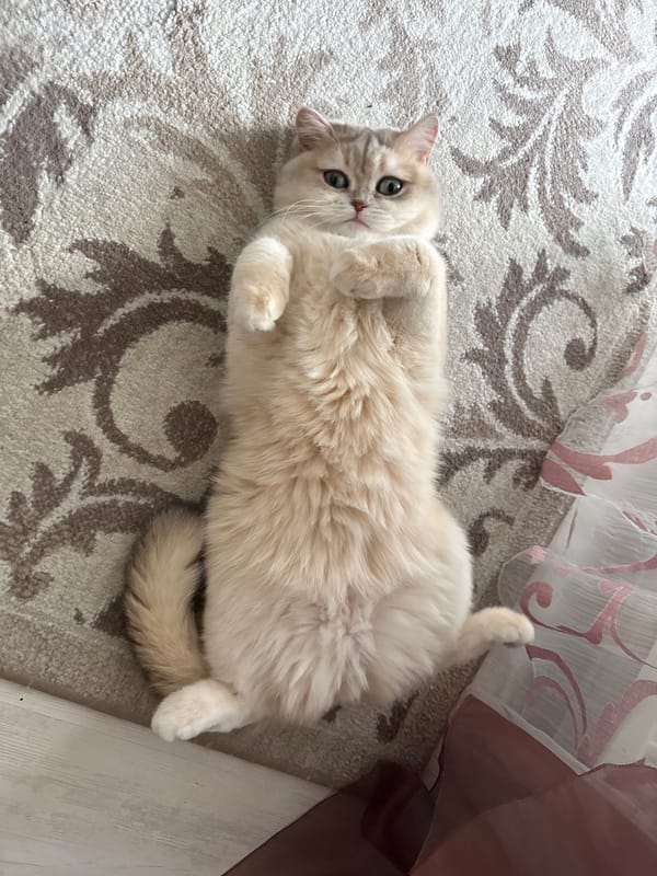 Cat enjoys lazy morning moments in Chaikovsky home and garden