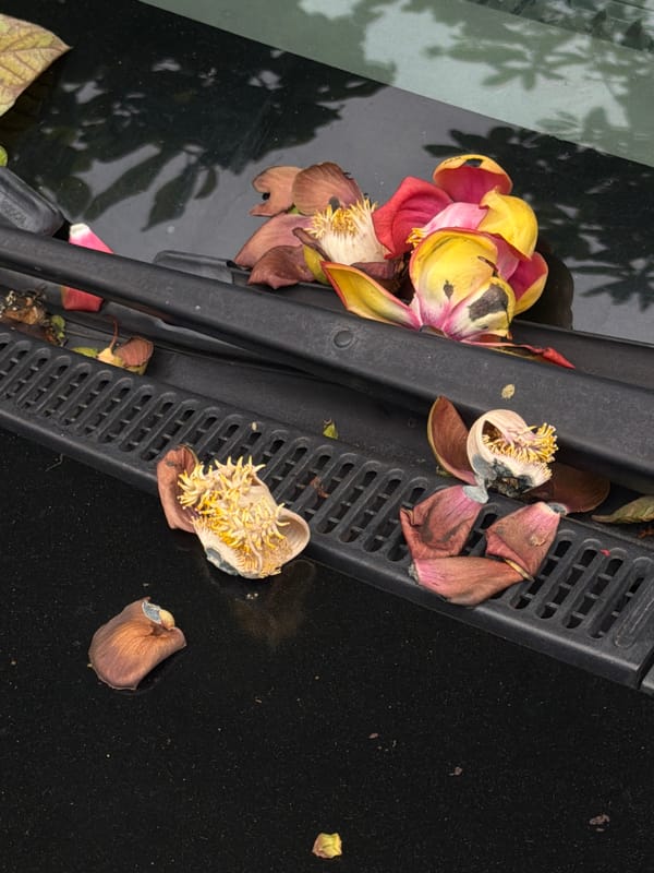 Decomposed flower remains found scattered on car hood in Đà Nẵng