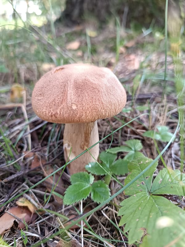 Mushrooms and a soccer goal in a Bykovo forest clearing