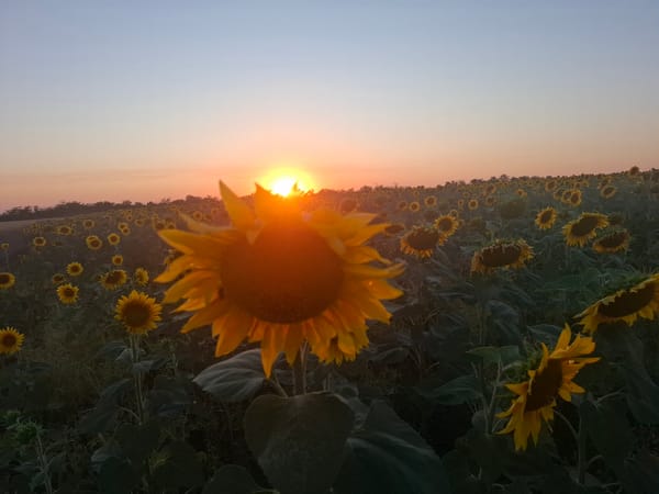 Sunflower field at golden hour, wide and close