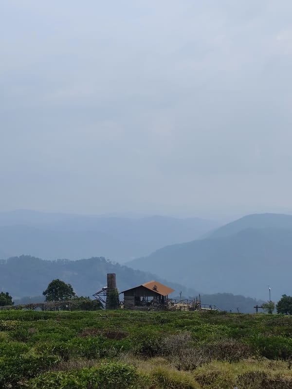 Tea plantation landscapes documented in Phát Chi, Vietnam morning
