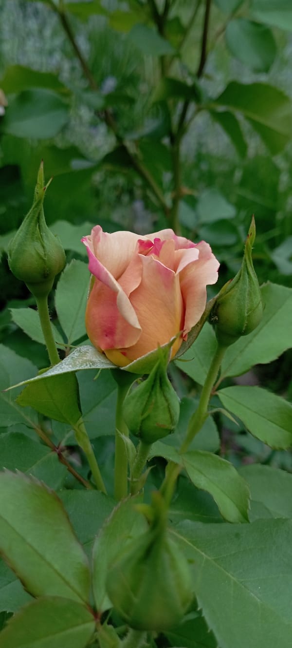 Rose garden photography session in Radisne, Ukraine
