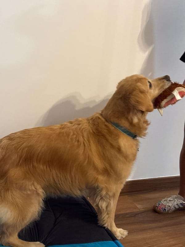 Golden retriever sleeps on floor in Lima home