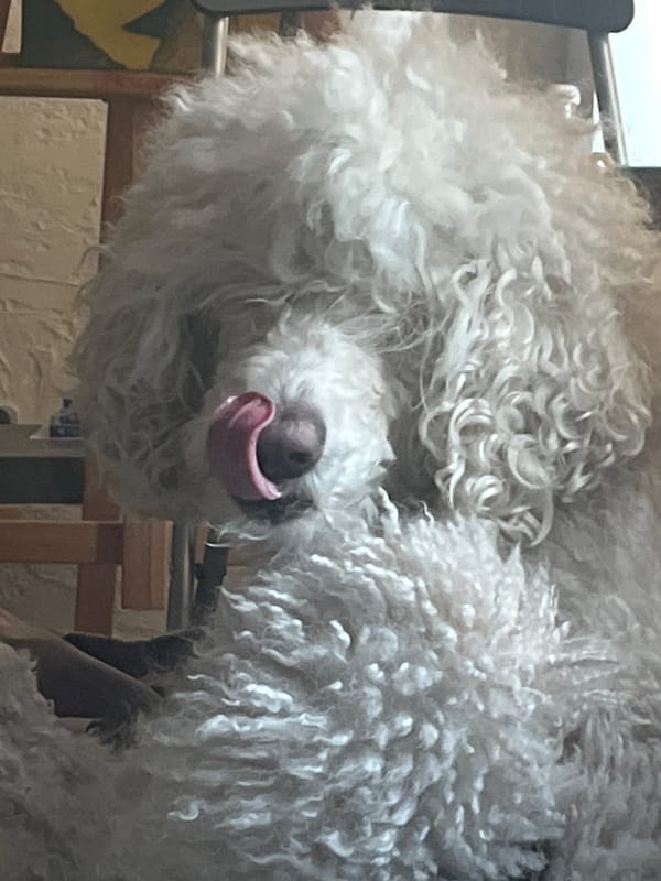 White dog captured grooming itself in overhead view