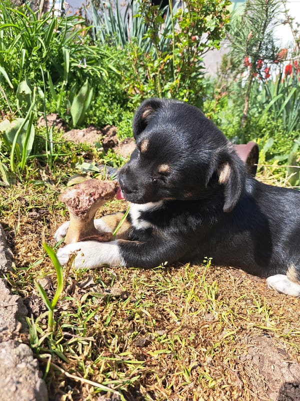 Puppy plays, socks displayed in quiet Bulgarian village morning