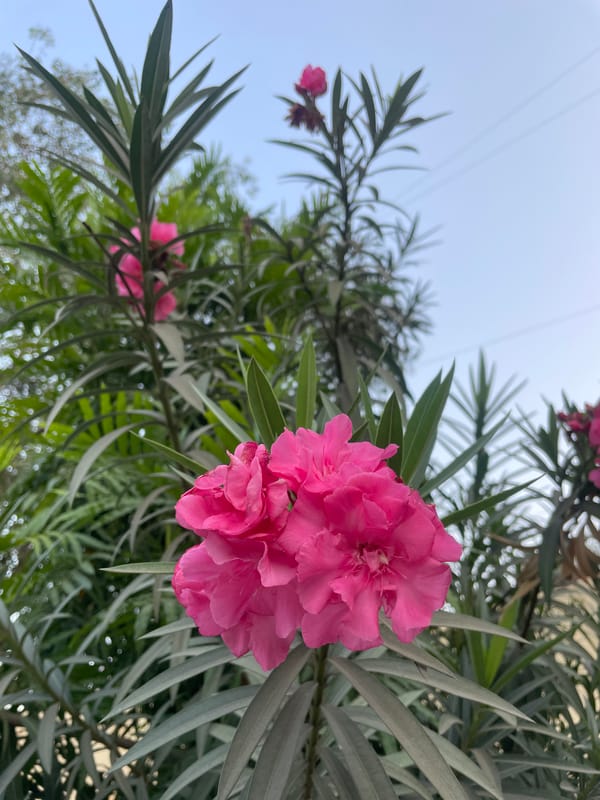 Early morning flowers and street life documented in Mumbai