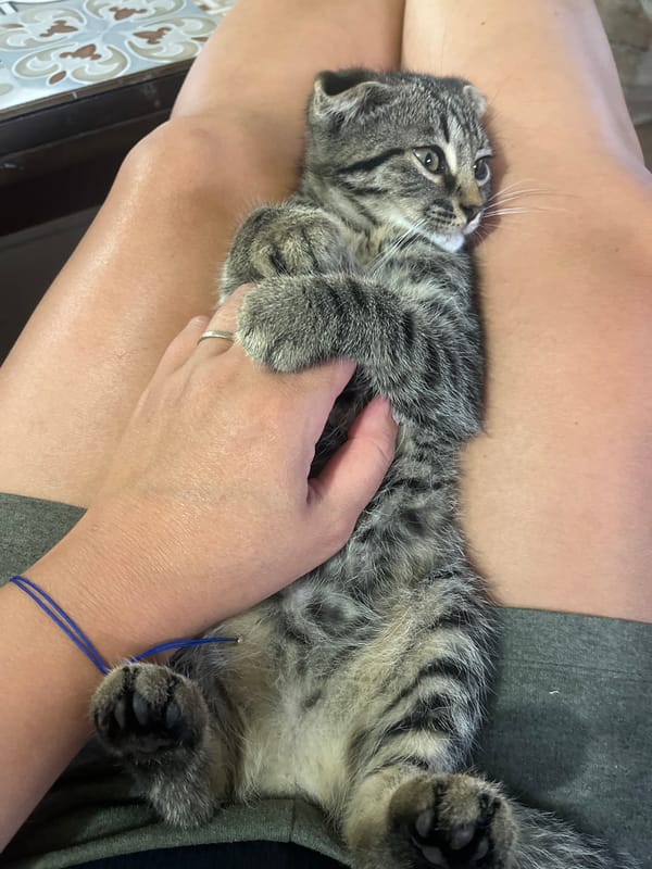 Lazy Tbilisi afternoon with kittens, a car, and corn