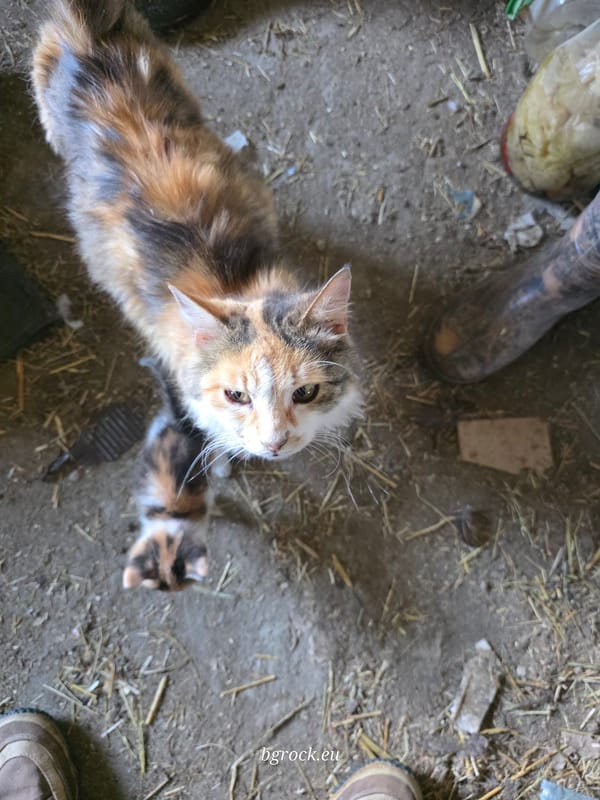 Cats and kittens spotted in rural barn in Chal, Bulgaria