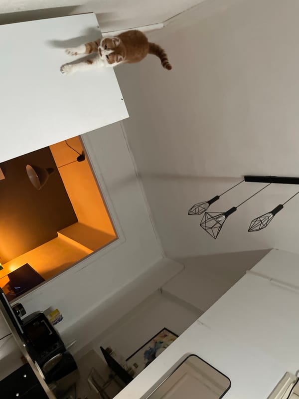 Early morning cat activity observed in Tel Aviv apartment