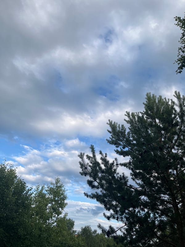 Sky-gazing through pine canopy on a partly cloudy afternoon