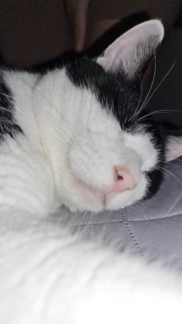 Tuxedo cat spotted resting in Dunnae-myeon, South Korea