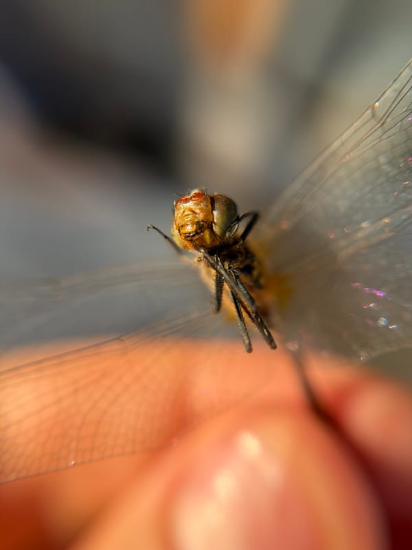 Macro photography of a dragonfly, up close and personal