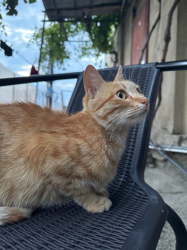 Tbilisi sunset and a rooftop cat, one July evening