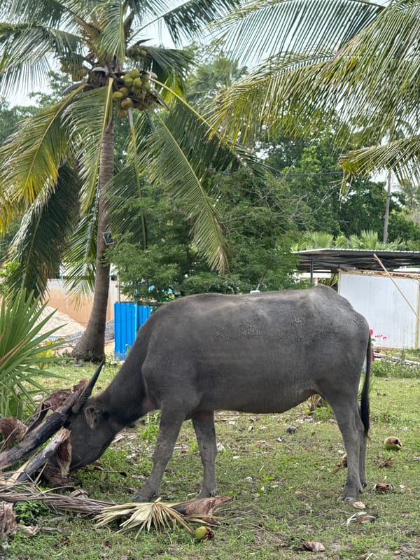 Lazy beach morning in Ko Samui, buffalo and all