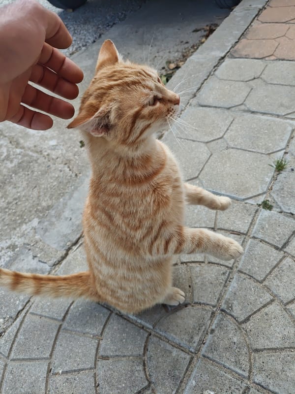 Person pets friendly cat near eagle statues in Kulata