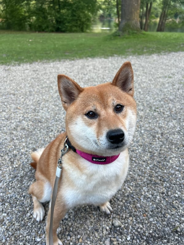 Evening lakeside walk with Shiba Inu in Ergolding