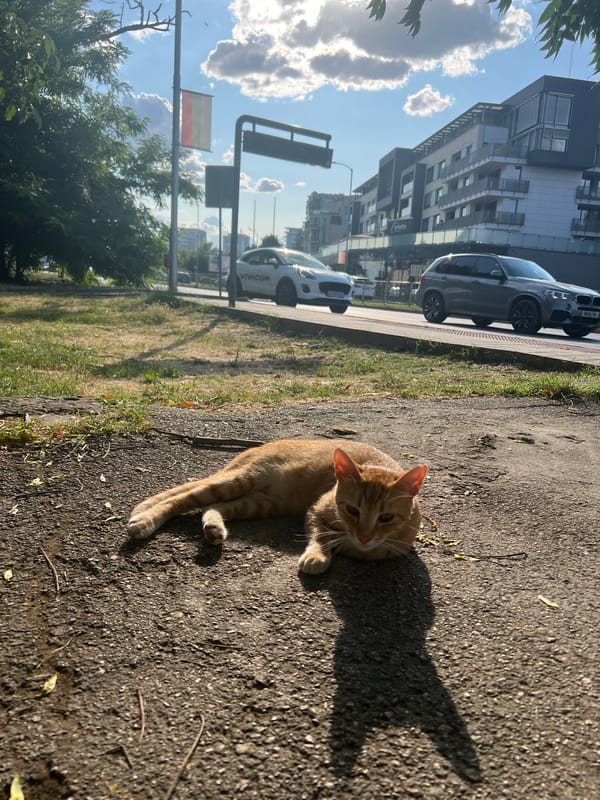 Ginger tabby soaks up sun on asphalt and grass