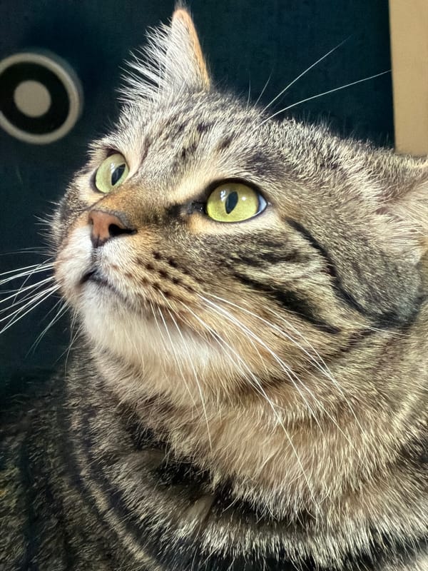 Tabby cat with green eyes spotted in Bishkek