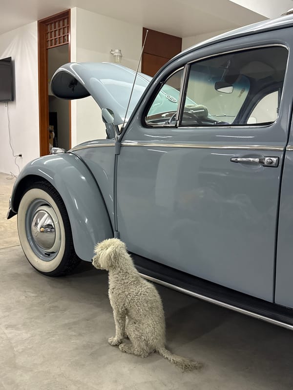 Vintage Beetle and dog spotted in Puebla garage