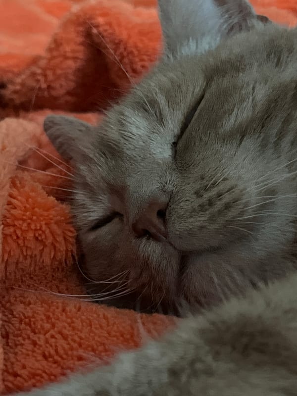 Sleepy cat, pink hollyhocks, and white roses in close-up