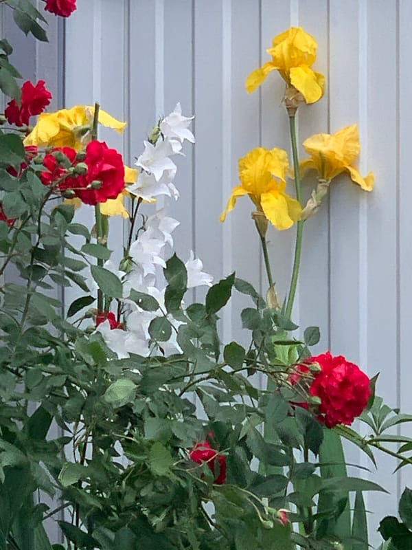 Garden blooms and cat observed in residential setting