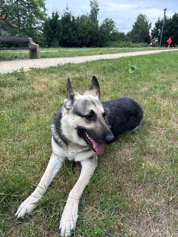 German Shepherd relaxes in a Szczecin park on a grey afternoon